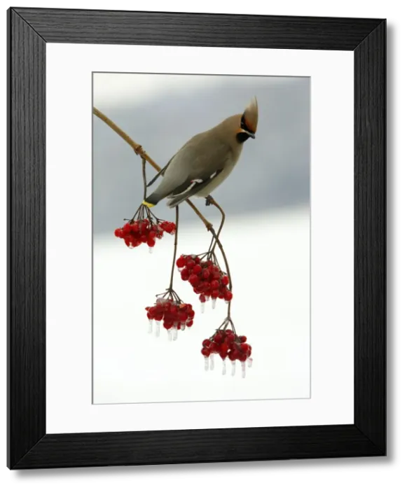Framed Print : Waxwing-Feeding on frozen Guelder-rose berries Lower Saxony, Germany Framed Print : Waxwing-Feeding on frozen Guelder-rose berries Lower Saxony, Germany