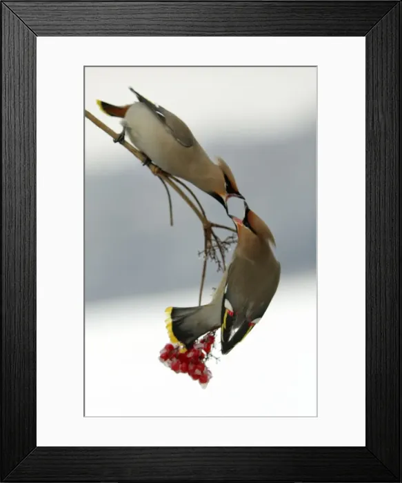 Framed Print : Waxwings-Fighting over Guelder-rose berries Lower Saxony, Germany Framed Print : Waxwings-Fighting over Guelder-rose berries Lower Saxony, Germany