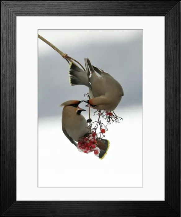 Framed Print : Waxwings-Fighting over Guelder-rose berries Lower Saxony, Germany Framed Print : Waxwings-Fighting over Guelder-rose berries Lower Saxony, Germany
