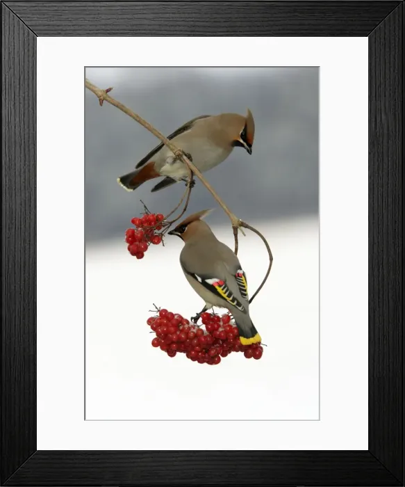 Framed Print : Waxwings-Feeding on Guelder-rose berries Lower Saxony, Germany Framed Print : Waxwings-Feeding on Guelder-rose berries Lower Saxony, Germany