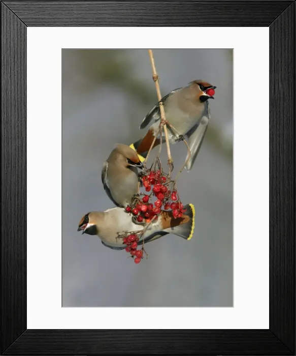 Framed Print : Waxwings-Feeding on Guelder-rose berries Lower Saxony, Germany Framed Print : Waxwings-Feeding on Guelder-rose berries Lower Saxony, Germany
