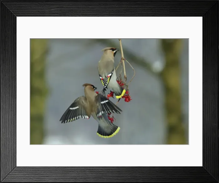 Framed Print : Waxwings-Feeding on Guelder-rose berries Lower Saxony, Germany Framed Print : Waxwings-Feeding on Guelder-rose berries Lower Saxony, Germany