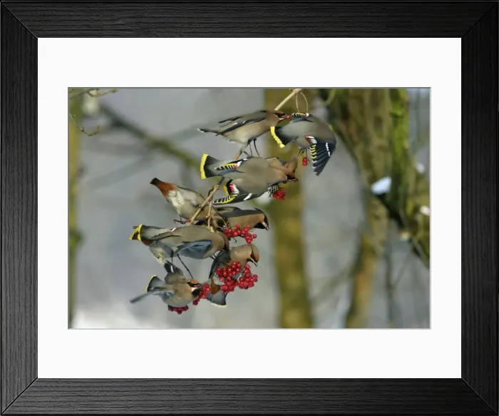 Framed Print : Waxwings-Flock feeding on Guelder-rose berries Lower Saxony, Germany Framed Print : Waxwings-Flock feeding on Guelder-rose berries Lower Saxony, Germany