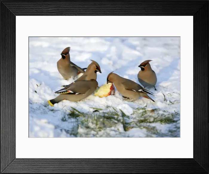 Framed Print : Waxwings-Feeding on an apple in garden Lower Saxony, Germany Framed Print : Waxwings-Feeding on an apple in garden Lower Saxony, Germany