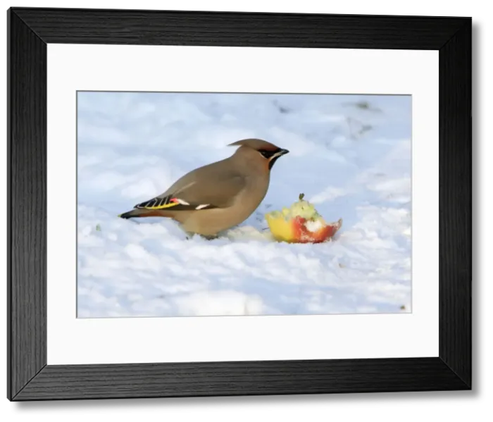 Framed Print : Waxwing-Feeding on an apple in garden Lower Saxony, Germany Framed Print : Waxwing-Feeding on an apple in garden Lower Saxony, Germany