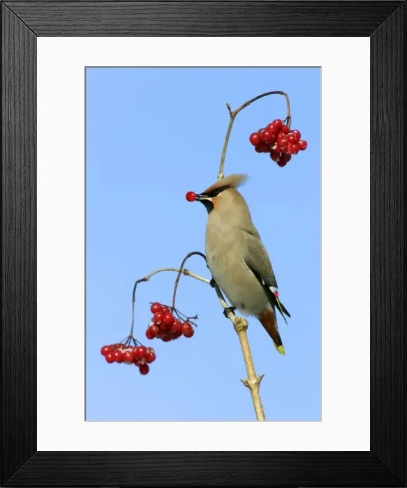 Framed Print : Waxwing-Feeding on Guelder-rose berries Lower Saxony, Germany Framed Print : Waxwing-Feeding on Guelder-rose berries Lower Saxony, Germany