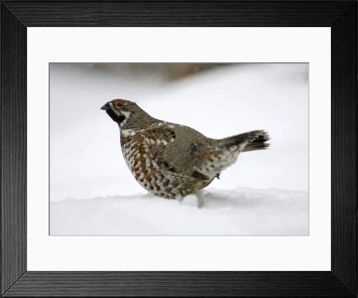 Framed Print : Hazel Hen / Hazel Grouse - male in winter, courtship displaying Bavaria, Germany Framed Print : Hazel Hen / Hazel Grouse - male in winter, courtship displaying Bavaria, Germany