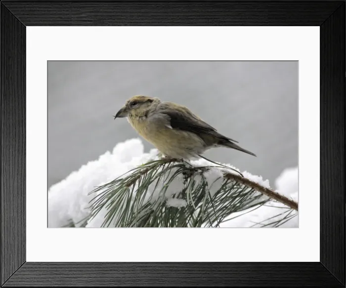 Framed Print : Crossbill - female on pine branch in winter Bavaria, Germany Framed Print : Crossbill - female on pine branch in winter Bavaria, Germany