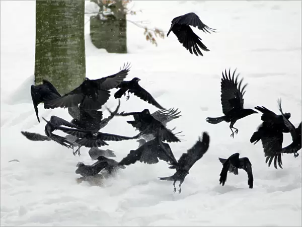 Carrion Crow - flock flying off animal carcass in winter Bavaria, Germany