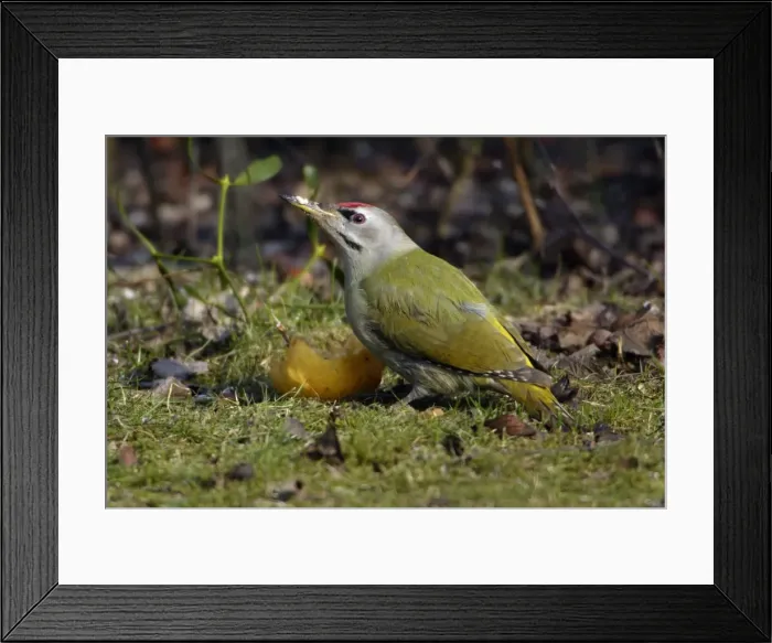 Framed Print : Grey-Headed Woodpecker- eating apple on lawn Lower Saxony, Germany Framed Print : Grey-Headed Woodpecker- eating apple on lawn Lower Saxony, Germany