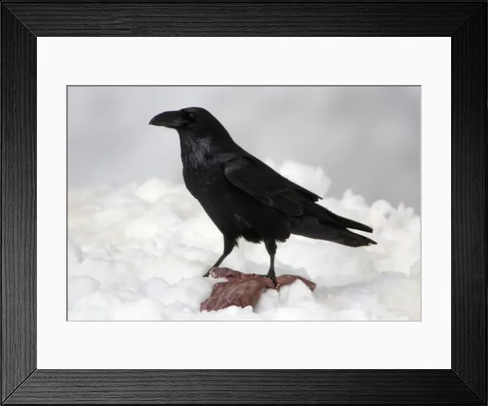 Framed Print : Raven - Eating carrion in winter Bavaria, Germany Framed Print : Raven - Eating carrion in winter Bavaria, Germany