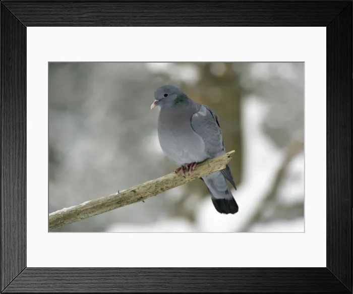 Framed Print : Stock Dove - sitting on branch in snow, winter Bavaria, Germany Framed Print : Stock Dove - sitting on branch in snow, winter Bavaria, Germany