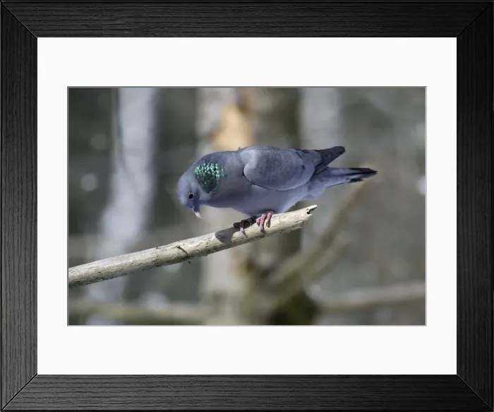 Framed Print : Stock Dove - male sitting on branch crooning, in snow, coutship display Bavaria, Germany Framed Print : Stock Dove - male sitting on branch crooning, in snow, coutship display Bavaria, Germany