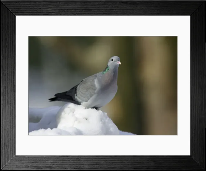 Framed Print : Stock Dove - siiting on ground in snow, winter Bavaria, Germany Framed Print : Stock Dove - siiting on ground in snow, winter Bavaria, Germany