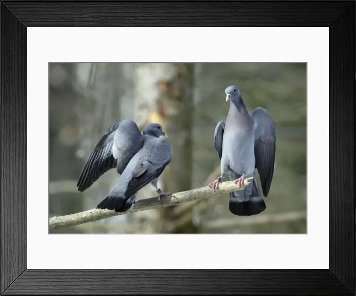 Framed Print : Stock Dove - 2 rival males fighting during breeding season Bavaria, Germany Framed Print : Stock Dove - 2 rival males fighting during breeding season Bavaria, Germany