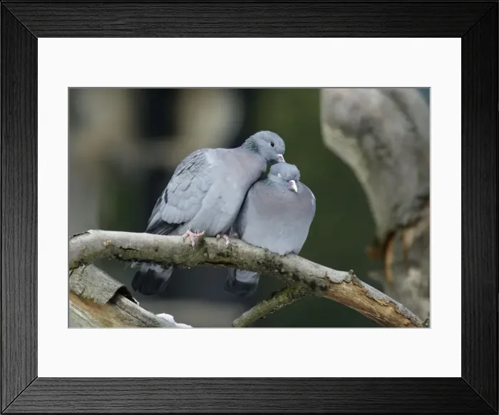 Framed Print : Stock Dove - male and female preening each other, courtship display Bavaria, Germany Framed Print : Stock Dove - male and female preening each other, courtship display Bavaria, Germany