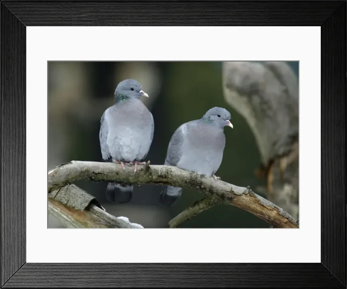 Framed Print : Stock Dove - male and female sitting on branch Bavaria, Germany Framed Print : Stock Dove - male and female sitting on branch Bavaria, Germany