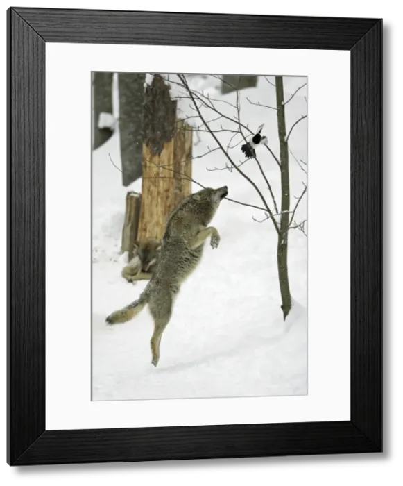 Framed Print : European Wolf- young animal jumping after magpie in tree, winter Bavaria, Germany Framed Print : European Wolf- young animal jumping after magpie in tree, winter Bavaria, Germany