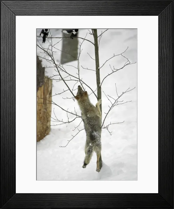 Framed Print : European Wolf - young animal jumping after magpies in tree, winter Bavaria, Germany Framed Print : European Wolf - young animal jumping after magpies in tree, winter Bavaria, Germany