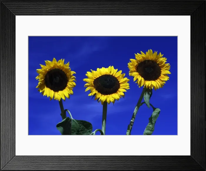 Framed Print : Sunflower- against blue sky, Hessen, Germany Framed Print : Sunflower- against blue sky, Hessen, Germany