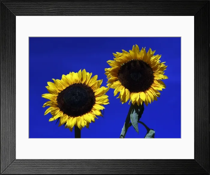 Framed Print : Sunflower- against blue sky, Hessen, Germany Framed Print : Sunflower- against blue sky, Hessen, Germany