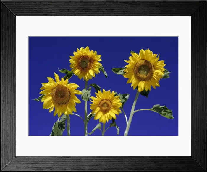 Framed Print : Sunflower- against blue sky, Hessen, Germany Framed Print : Sunflower- against blue sky, Hessen, Germany