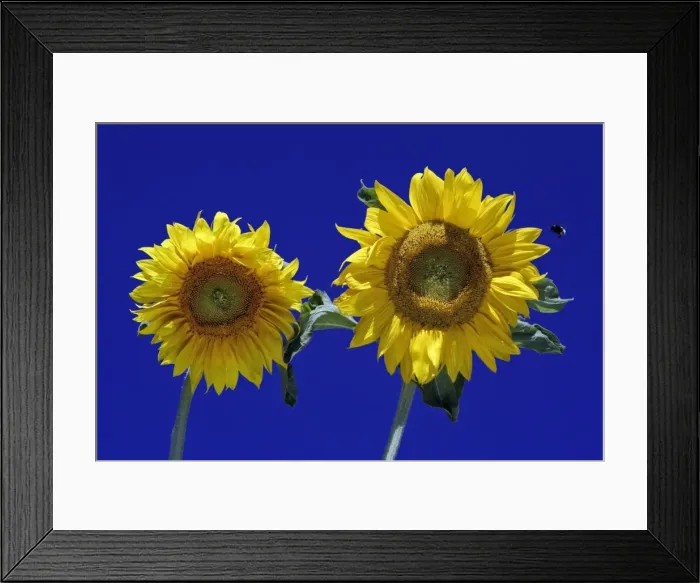 Framed Print : Sunflower and Bumble Bee- against blue sky, Hessen, Germany Framed Print : Sunflower and Bumble Bee- against blue sky, Hessen, Germany