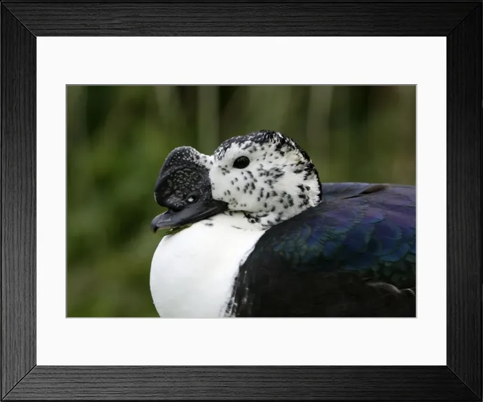 Framed Print : African Comb Duck-detailed study of head, Washington WWT, Tyne and Wear UK Framed Print : African Comb Duck-detailed study of head, Washington WWT, Tyne and Wear UK