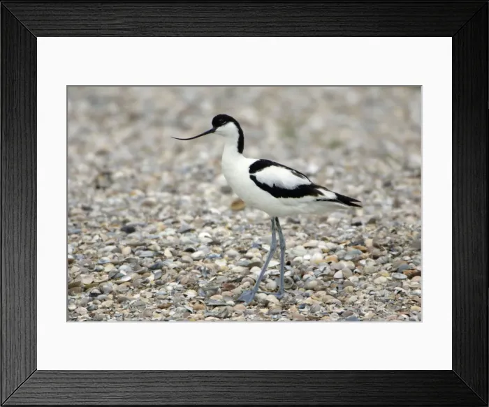 Framed Print : Avocet-resting on seashore, Isle of Texel, Holland Framed Print : Avocet-resting on seashore, Isle of Texel, Holland