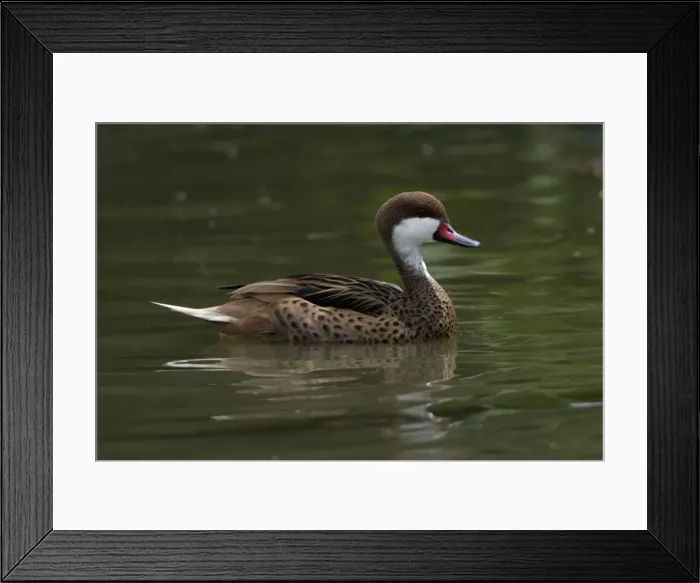 Framed Print : Bahama Pintail-swimming on lake, Washington WWT, Tyne and Wear UK Framed Print : Bahama Pintail-swimming on lake, Washington WWT, Tyne and Wear UK