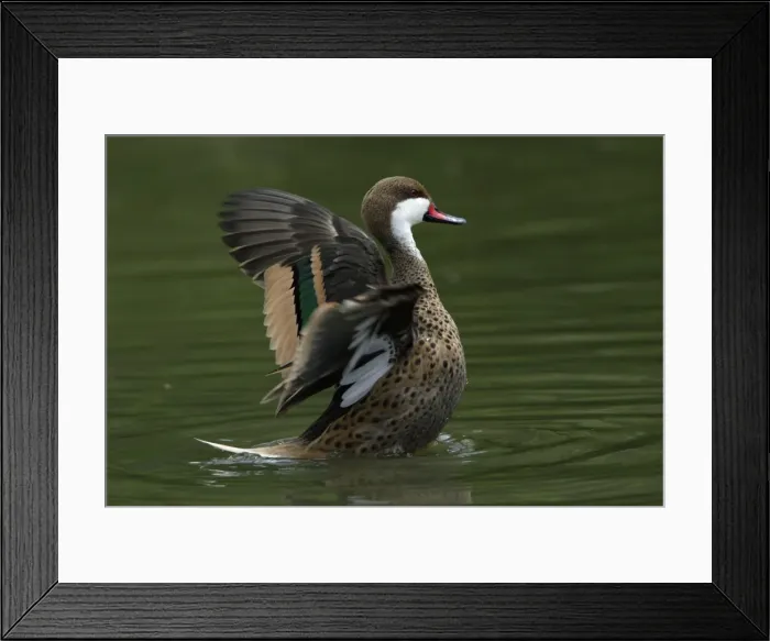 Framed Print : Bahama Pintail-flapping its wings on lake, Washington WWT, Tyne and Wear UK Framed Print : Bahama Pintail-flapping its wings on lake, Washington WWT, Tyne and Wear UK