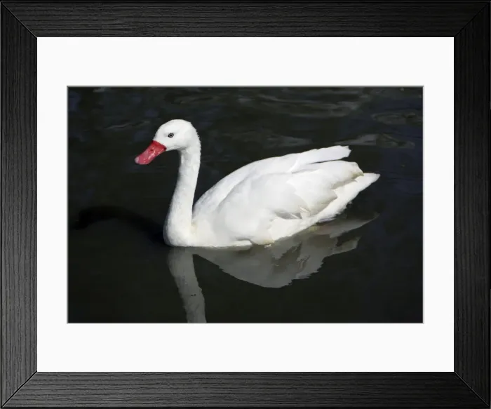 Framed Print : Coscorba Swan-swimming on lake, Washington WWT, Tyne and Wear UK Framed Print : Coscorba Swan-swimming on lake, Washington WWT, Tyne and Wear UK