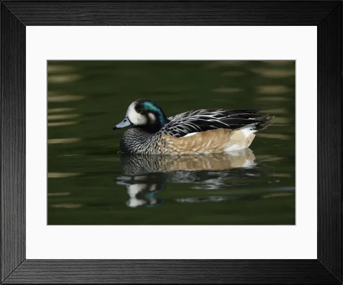 Framed Print : Chiloe Wigeon-drake swimming on lake, Washington WWT, Tyne and Wear UK Framed Print : Chiloe Wigeon-drake swimming on lake, Washington WWT, Tyne and Wear UK