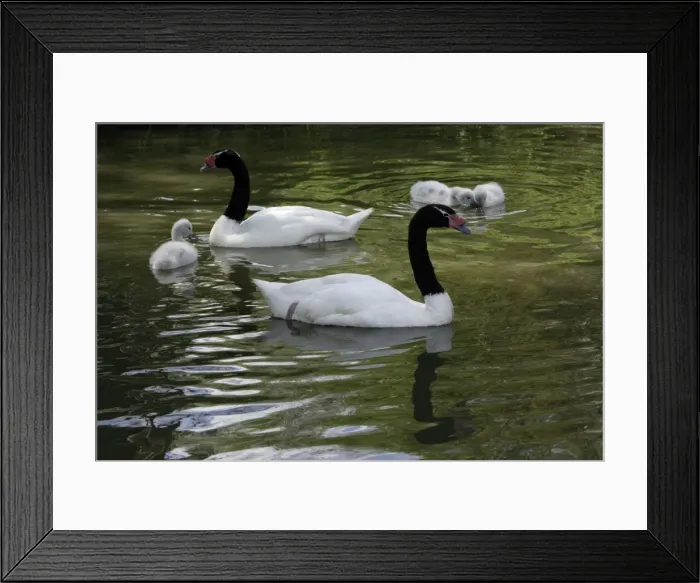 Framed Print : Black-necked Swan- parents with cygnets on lake, Washington WWT, Tyne and Wear UK Framed Print : Black-necked Swan- parents with cygnets on lake, Washington WWT, Tyne and Wear UK