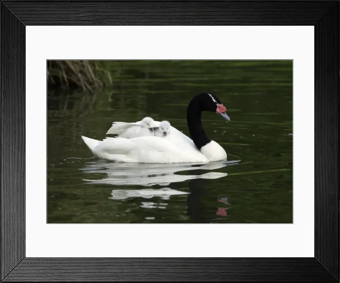 Framed Print : Black-necked Swan- parent bird transporting 2 cygnets on its back, Washington WWT, Tyne and Wear UK Framed Print : Black-necked Swan- parent bird transporting 2 cygnets on its back, Washington WWT, Tyne and Wear UK