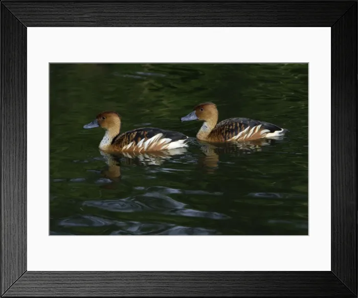 Framed Print : Fulvous Whisling Duck-pair swimming on lake, Washington WWT, Tyne and Wear UK Framed Print : Fulvous Whisling Duck-pair swimming on lake, Washington WWT, Tyne and Wear UK