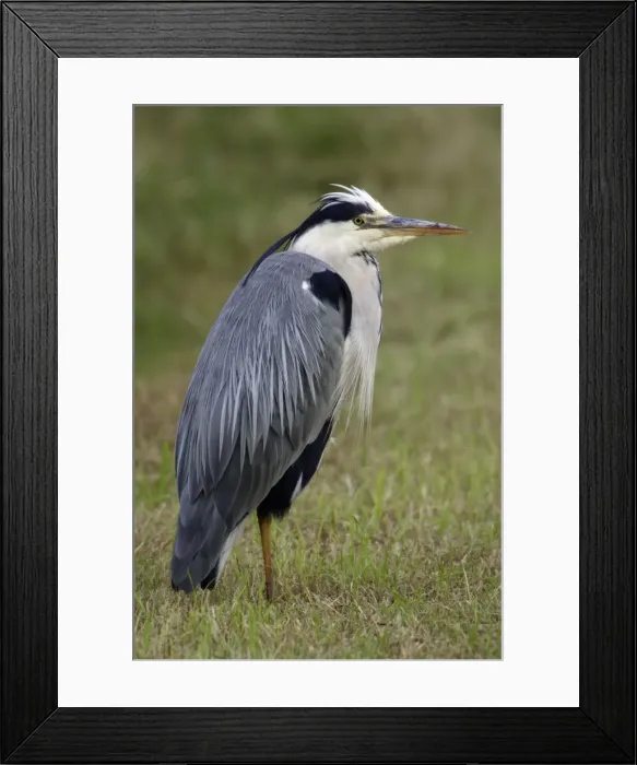 Framed Print : Grey Heron-resting on meadow, Isle of Texel, Holland Framed Print : Grey Heron-resting on meadow, Isle of Texel, Holland