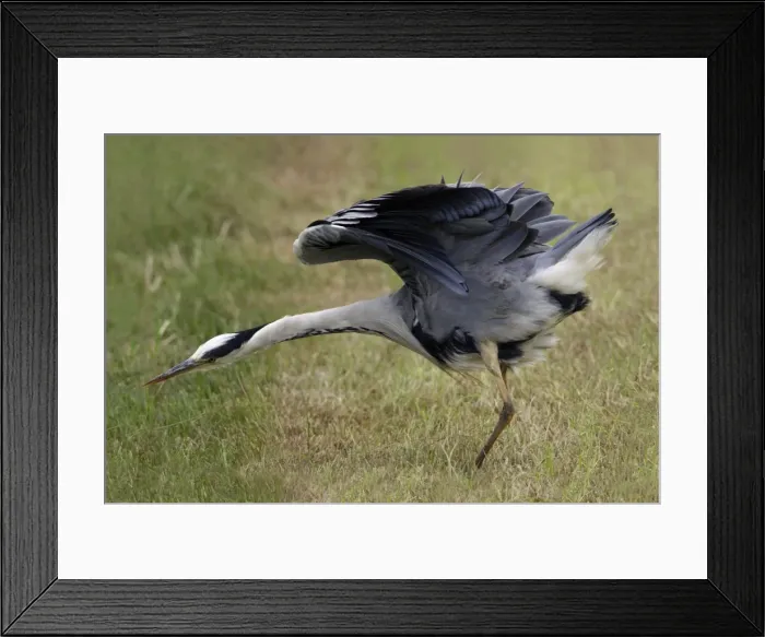 Framed Print : Grey Heron-shaking itself after preening, on meadow, Isle of Texel, Holland Framed Print : Grey Heron-shaking itself after preening, on meadow, Isle of Texel, Holland