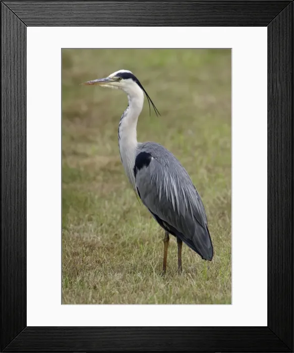 Framed Print : Grey Heron-resting on meadow, Isle of Texel, Holland Framed Print : Grey Heron-resting on meadow, Isle of Texel, Holland