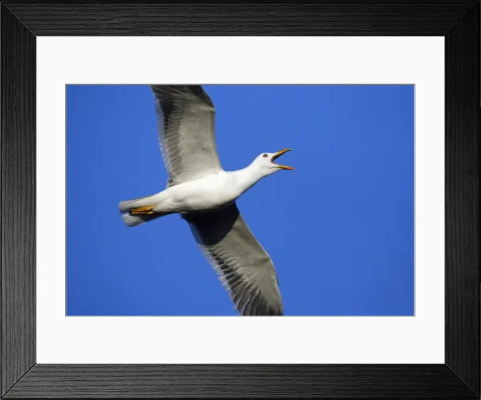 Framed Print : Great Black Backed Gull-In courtship flight, Isle of Texel, Holland Framed Print : Great Black Backed Gull-In courtship flight, Isle of Texel, Holland