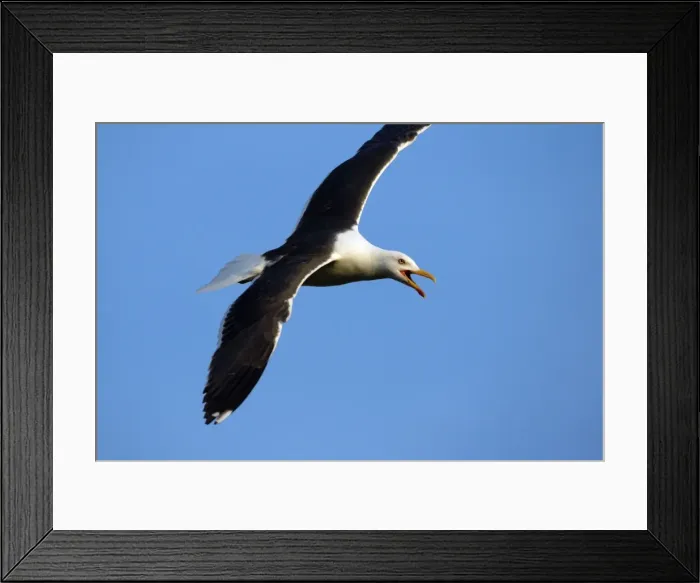 Framed Print : Great Black Backed Gull-In courtship flight, Isle of Texel, Holland Framed Print : Great Black Backed Gull-In courtship flight, Isle of Texel, Holland