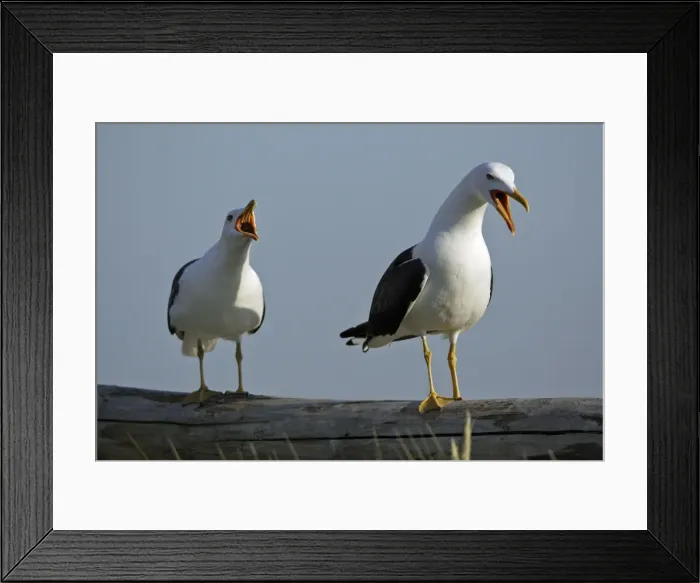 Framed Print : Great Black Backed Gull-pair courtship displaying on fence, Isle of Texel, Holland Framed Print : Great Black Backed Gull-pair courtship displaying on fence, Isle of Texel, Holland