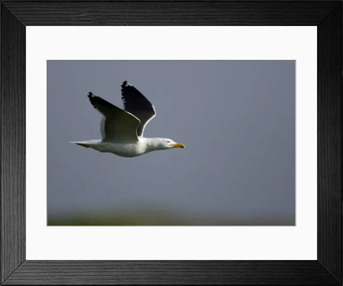 Framed Print : Great Black Backed Gull-In flight, Isle of Texel, Holland Framed Print : Great Black Backed Gull-In flight, Isle of Texel, Holland