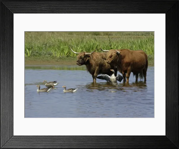 Framed Print : Highland Cattle-standing in lake with Greylag geese, to cool down in summer, Isle of Texel, Holland Framed Print : Highland Cattle-standing in lake with Greylag geese, to cool down in summer, Isle of Texel, Holland
