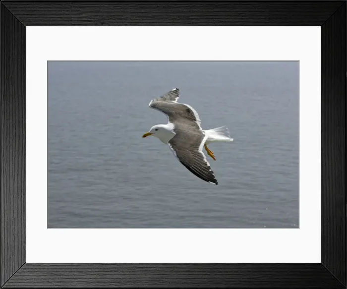 Framed Print : Lesser Black Backed Gull-in flight over sea, Isle of Texel, Holland Framed Print : Lesser Black Backed Gull-in flight over sea, Isle of Texel, Holland