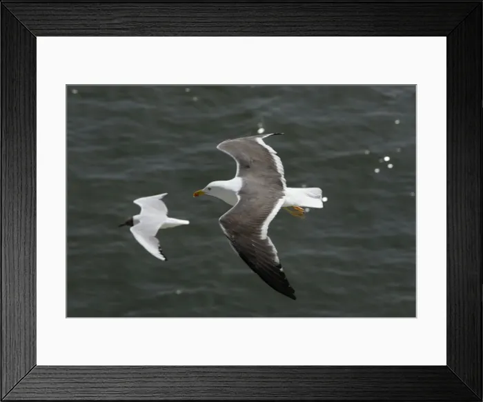 Framed Print : Lesser Black Backed Gull and Black-headed Gull (Larus ridibundus), In flight over sea, Isle of Texel, Holland Framed Print : Lesser Black Backed Gull and Black-headed Gull (Larus ridibundus), In flight over sea, Isle of Texel, Holland