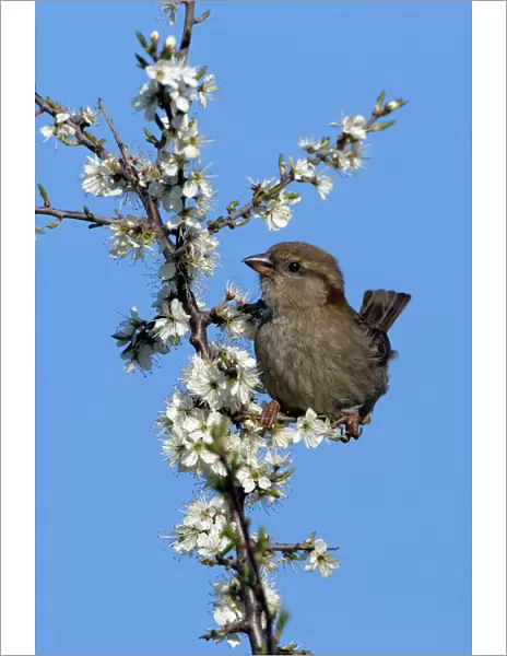 House Sparrow-juvenile on blossoming blackthorn branch, Northumberland UK