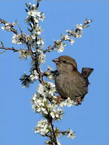 House Sparrow-juvenile on blossoming blackthorn branch, Northumberland UK