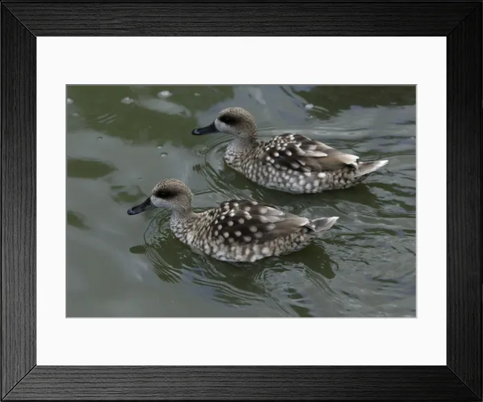 Framed Print : Marbled Teal-pair swimming on lake, Washington WWT, Tyne and Wear Framed Print : Marbled Teal-pair swimming on lake, Washington WWT, Tyne and Wear
