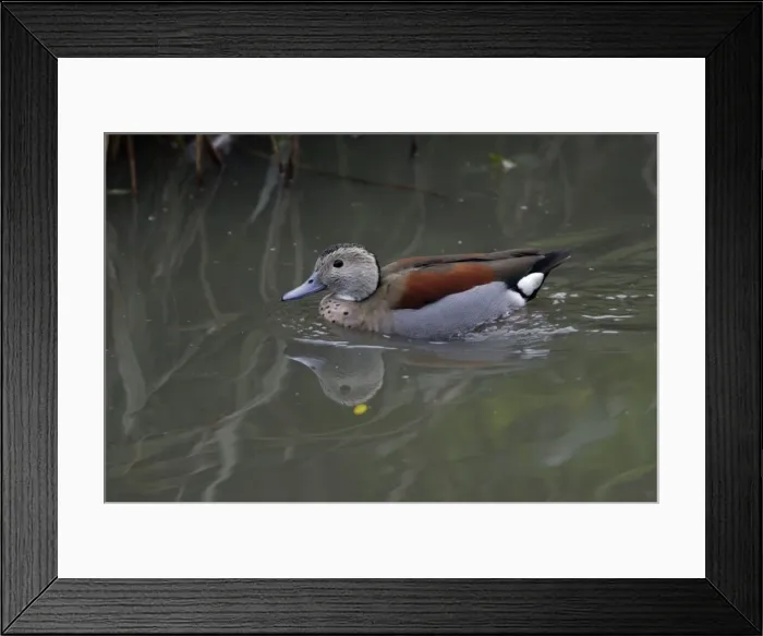 Framed Print : Ringed Teal-drake swimming on lake, Washington WWT, Tyne and Wear UK Framed Print : Ringed Teal-drake swimming on lake, Washington WWT, Tyne and Wear UK